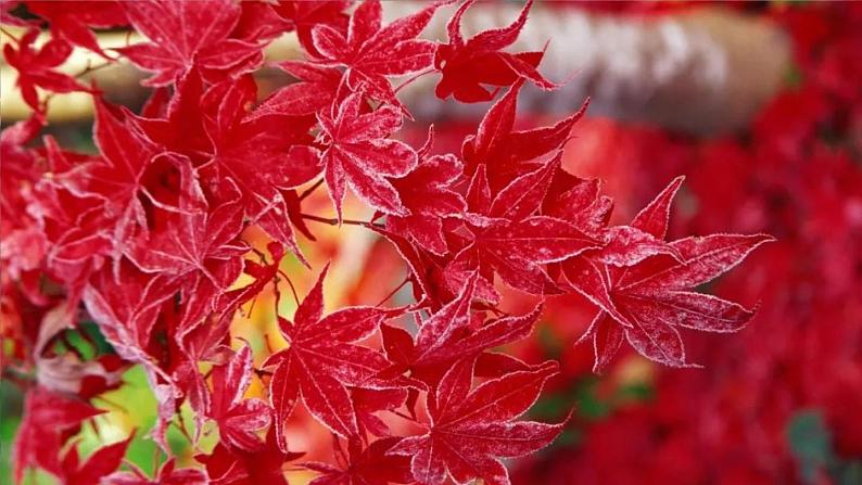 部编版一年级语文下册--识字1 春夏秋冬（课件）第6页