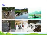 第二单元5 搭石课件PPT