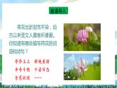 3 荷花 课件+教案+导学案+课堂实录+素材