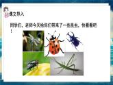 语文部编3下 第一单元 4.昆虫备忘录 PPT课件