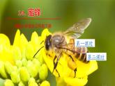 语文部编3下 第四单元 14.蜜蜂 PPT课件