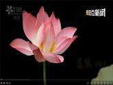 人教部编版三年级语文下册13《花钟》第一课时PPT课件+教学设计+音视频素材