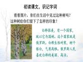 【人教部編版】四下語文  11 白樺（課件+教案）