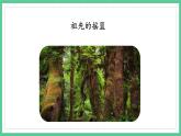 第23课《祖先的摇篮》（课件）部编版语文二年级下册