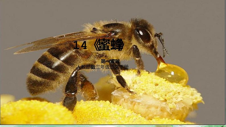 人教部编版三年级语文下册 蜜蜂 第一课时PPT课件(2)第1页