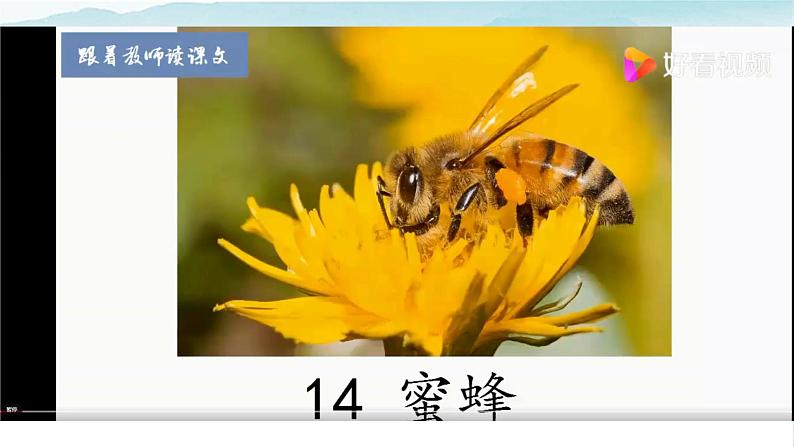 人教部编版三年级语文下册 蜜蜂 第一课时PPT课件(2)第6页