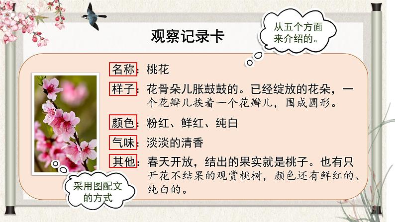 部编版语文三年级下册 第一单元 《习作：我的植物朋友》课件第8页