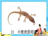 部编版（五四制）语文一下 21. 《小壁虎借尾巴》课件+教案+练习
