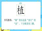 部编版（五四制）语文二下 4 邓小平爷爷植树 课件+教案+练习