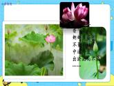 部编版（五四制）三下 3 荷花 课件+教案+练习