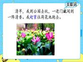 部编版（五四制）三下 3 荷花 课件+教案+练习