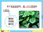 部编版（五四制）三下 3 荷花 课件+教案+练习