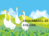 语文部编版四年级下册 第四单元 15 白鹅 PPT课件