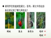 【人教部编版】三下语文  4 昆虫备忘录（课件+教案）