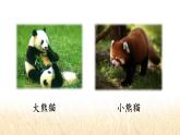 习作：国宝大熊猫 精品配套课件教案+学习单 23春三年级语文下册