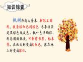 部编版二年级下册语文（教学课件）9. 枫树上的喜鹊