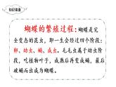 部编版二年级下册语文（教学课件）22.小毛虫