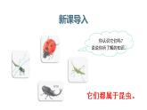 部编版三年级下册语文（教学课件）4.昆虫备忘录