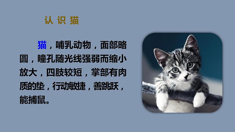 部编版四年级下册语文（教学课件）13.猫第4页