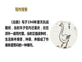 部编版四年级下册语文（教学课件）15.白鹅