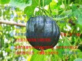 部编版五年级下册语文（教学课件）2 祖父的园子