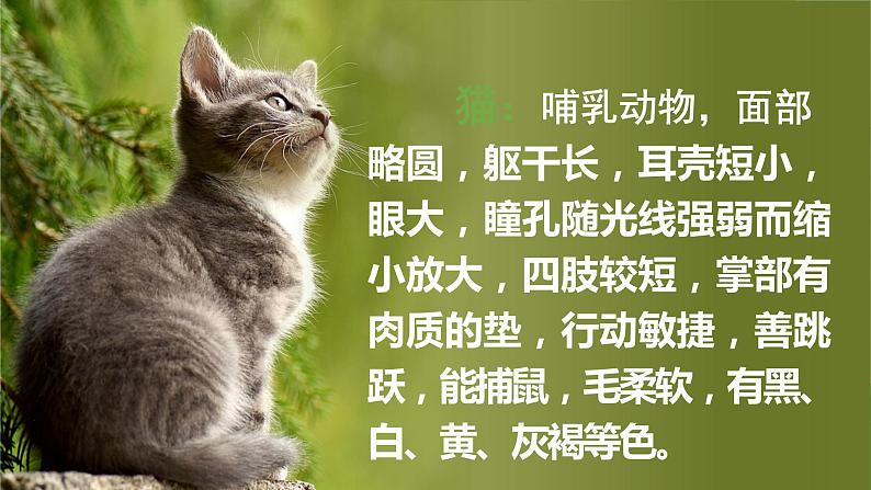 13 猫 课件+教案03