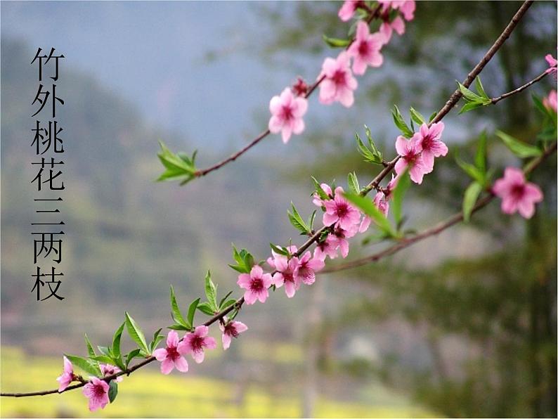 部编版三年级语文下册--1.古诗三首-惠崇春江晚景（课件1）第6页