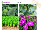 部编版五年级语文下册--2.祖父的园子（课件2）