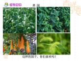部编版五年级语文下册--2.祖父的园子（课件2）