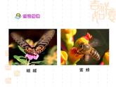 部编版五年级语文下册--2.祖父的园子（课件2）