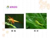 部编版五年级语文下册--2.祖父的园子（课件2）