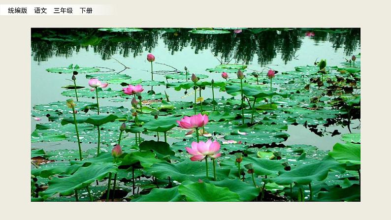 部编版三年级语文下册--3 荷花（课件）第2页