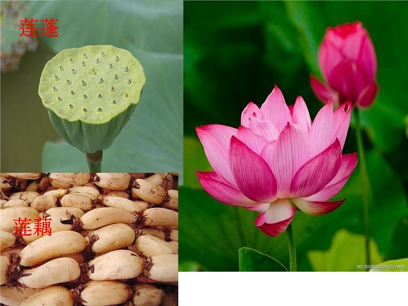 部编版三年级语文下册--3.荷花（课件1）第1页