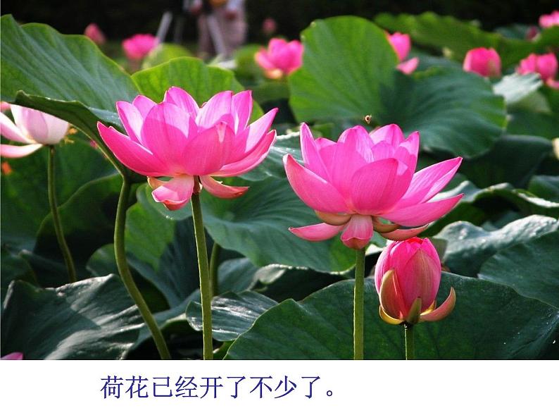 部编版三年级语文下册--3.荷花（课件1）第5页
