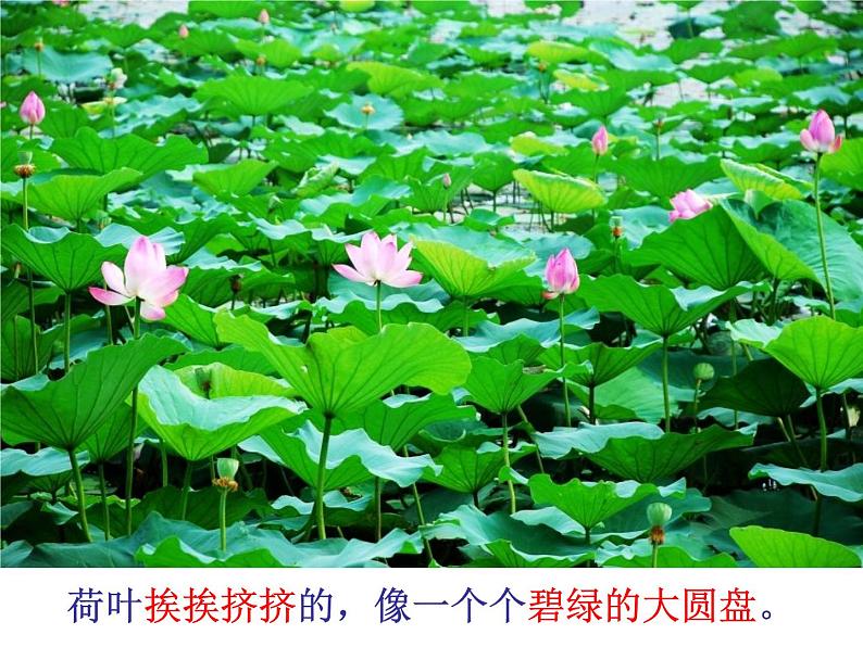部编版三年级语文下册--3.荷花（课件1）第6页