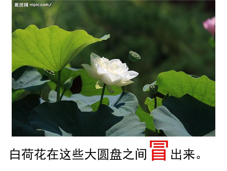 部编版三年级语文下册--3.荷花（课件1）第7页