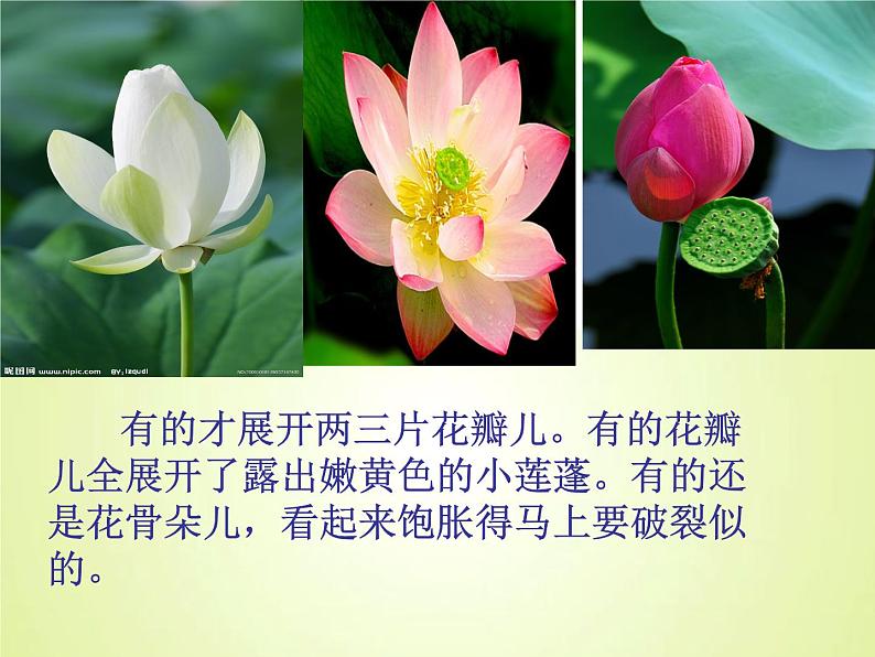 部编版三年级语文下册--3.荷花（课件1）第8页