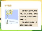 人教4语下 第3单元 11.白桦 PPT课件+教案
