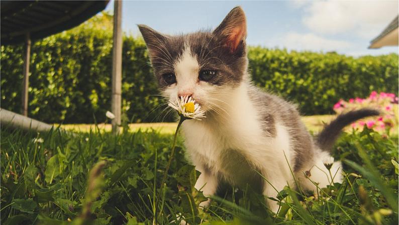 （教学课件）13.猫第2页