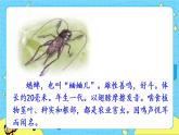 第五单元 16 表里的生物 课件＋教案＋素材