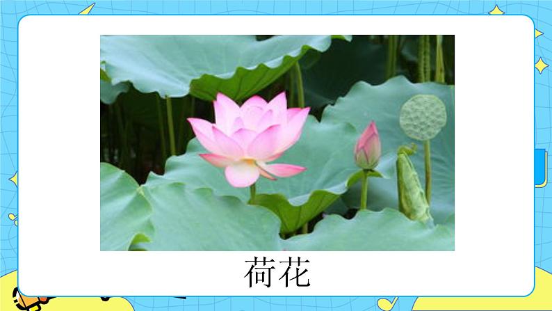 第一单元 习作：我的植物朋友 课件＋教案＋素材02