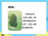 第三單元 11 白樺 課件＋教案＋素材