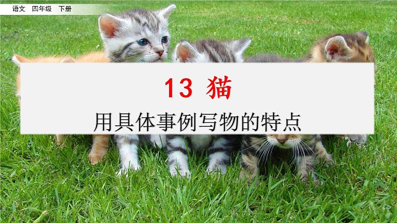 第四单元 13 猫 课件＋教案＋素材01