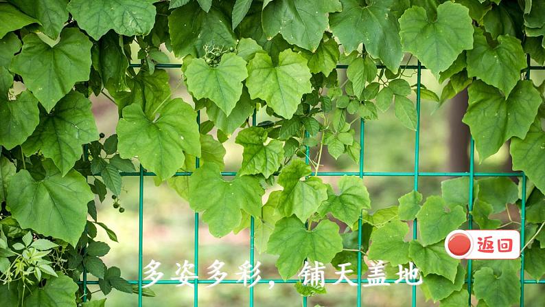 10 绿（课件）第2页