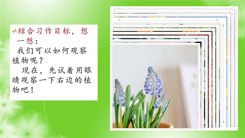 习作一：我的植物朋友（课件）2022-2023学年部编版语文三年级下册第4页