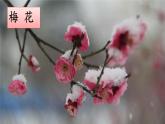 4  梅花魂课件PPT