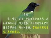 部编版一年级语文下册--6 树和喜鹊（课件）