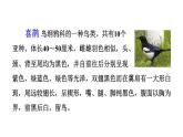 部编版一年级语文下册--6.树和喜鹊（课件）