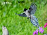 部编版一年级语文下册--6 树和喜鹊（课件1）
