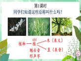 3 植物妈妈有办法新课件PPT